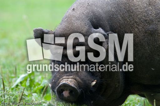 Hängebauchschwein (36 von 37).jpg